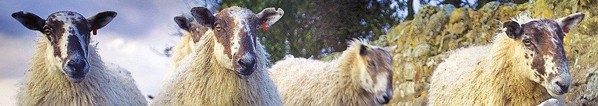 Sheep bookmark - Cardtoons Publications