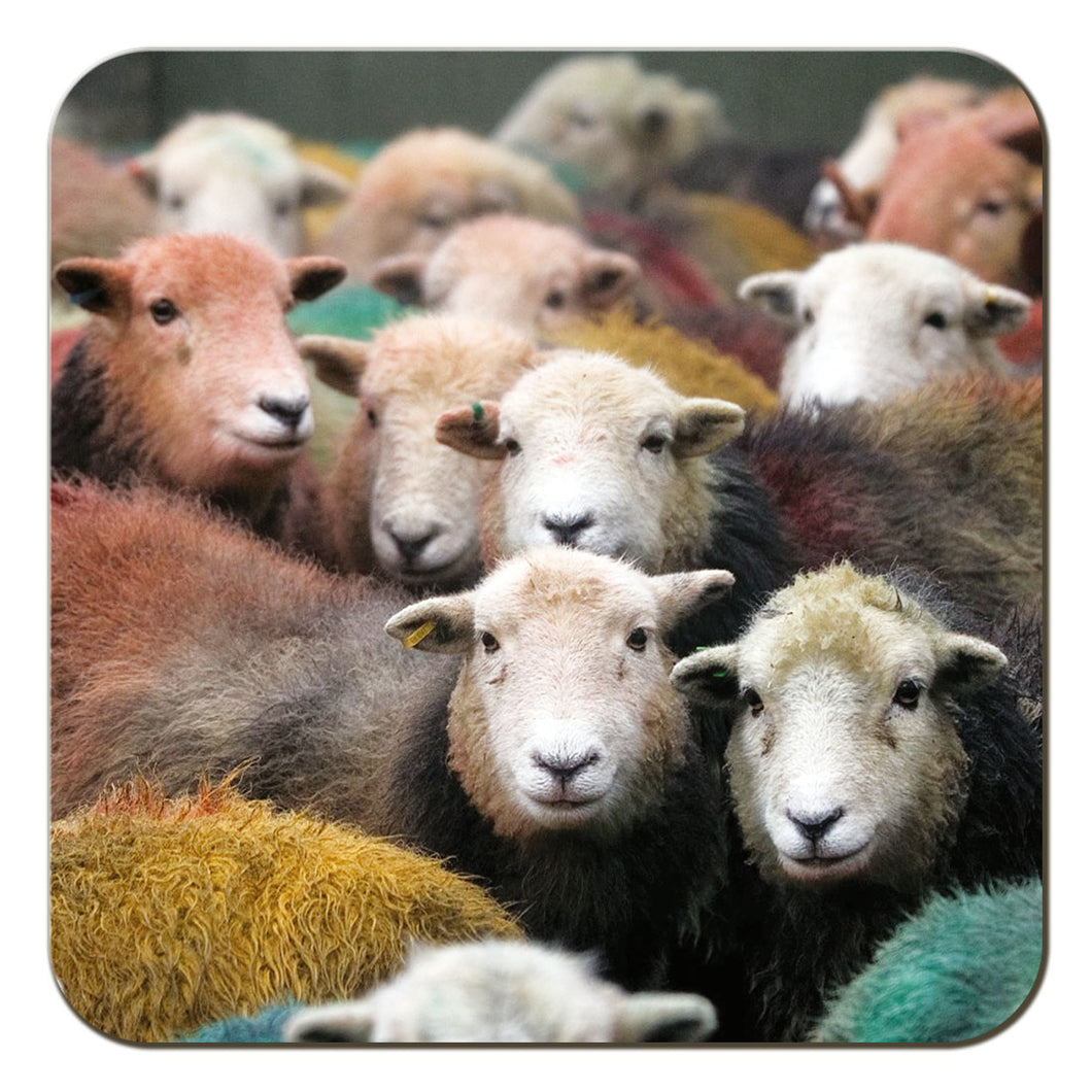 Herdwick Gang coaster by Cardtoons Publications