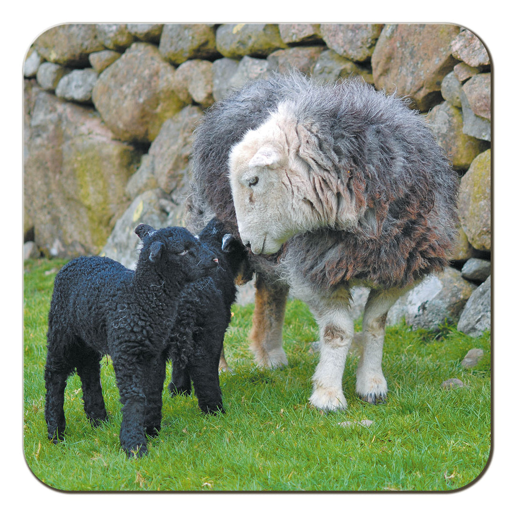Herdwick Family coaster by Cardtoons Publications