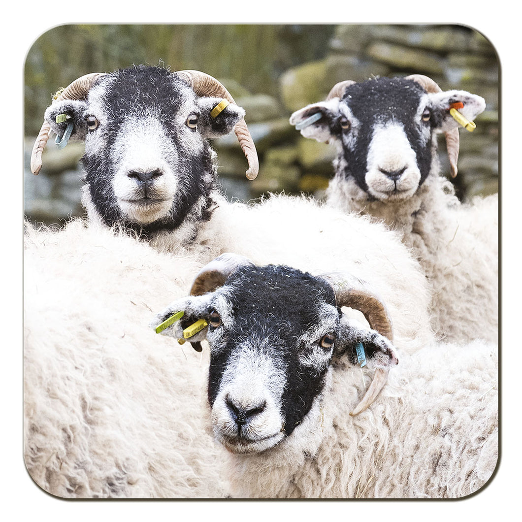 Swaledale Sheep coaster by Cardtoons Publications