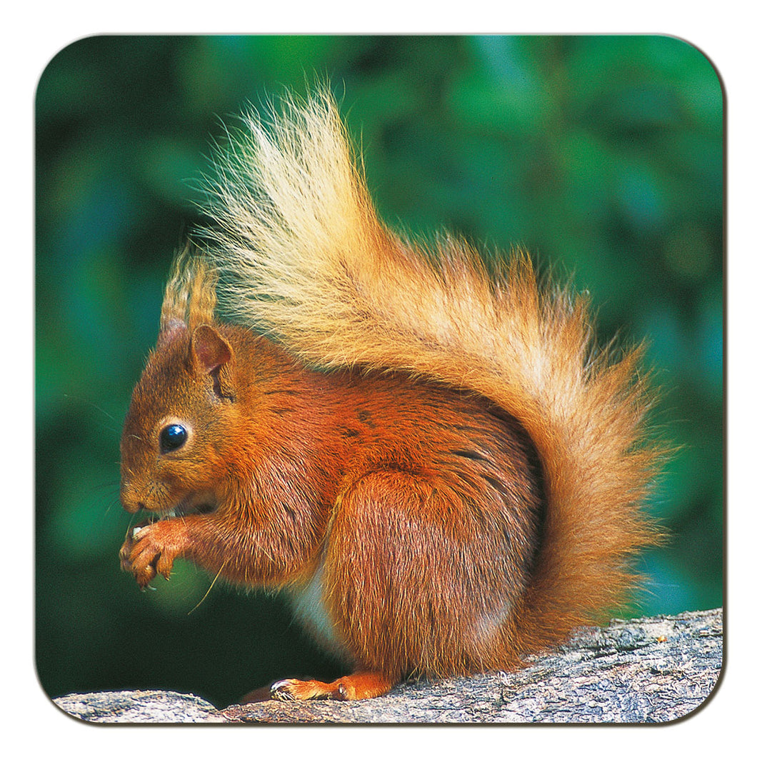 Red Squirrel coaster by Cardtoons Publications