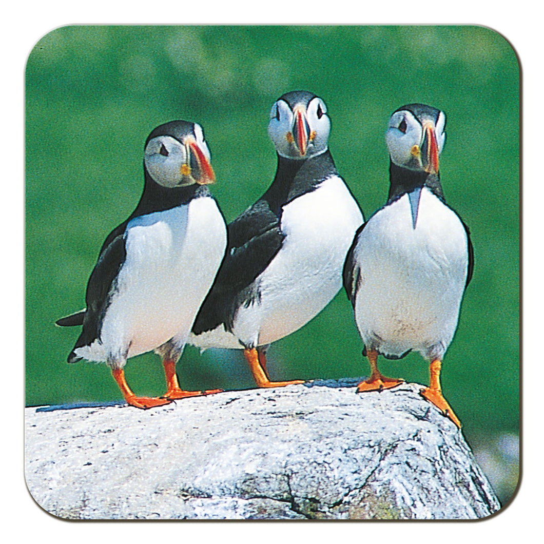 Puffins coaster by Cardtoons Publications