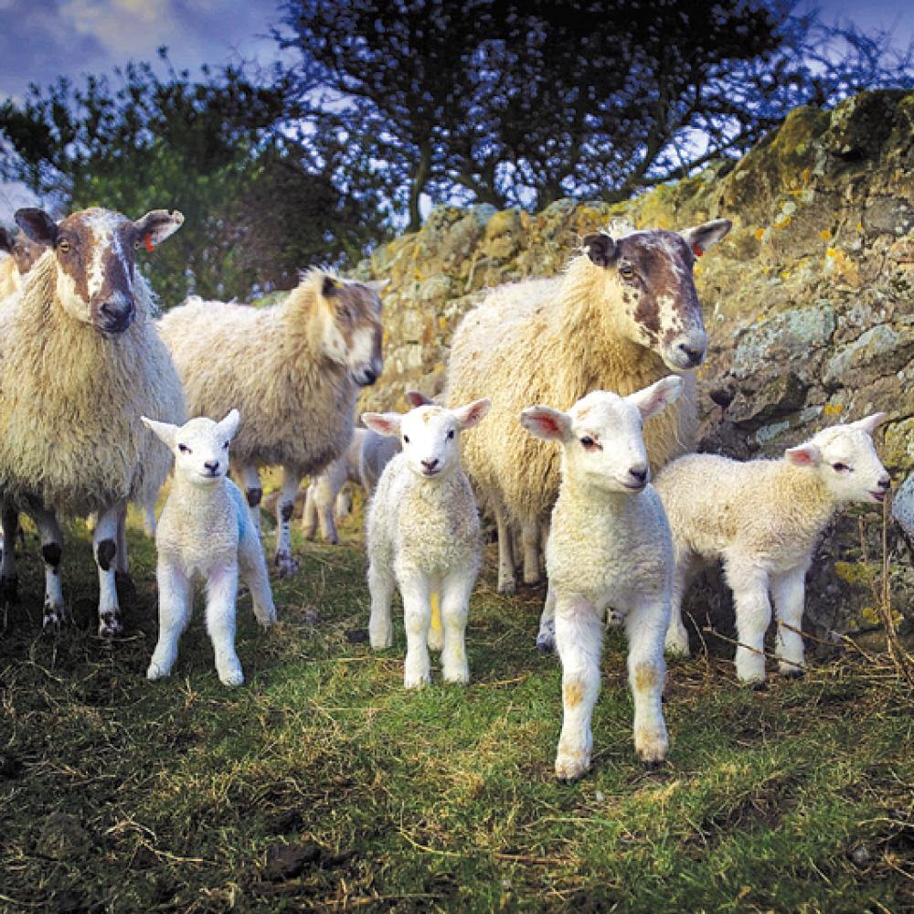 Lamb Gang keyring | Cardtoons Publications