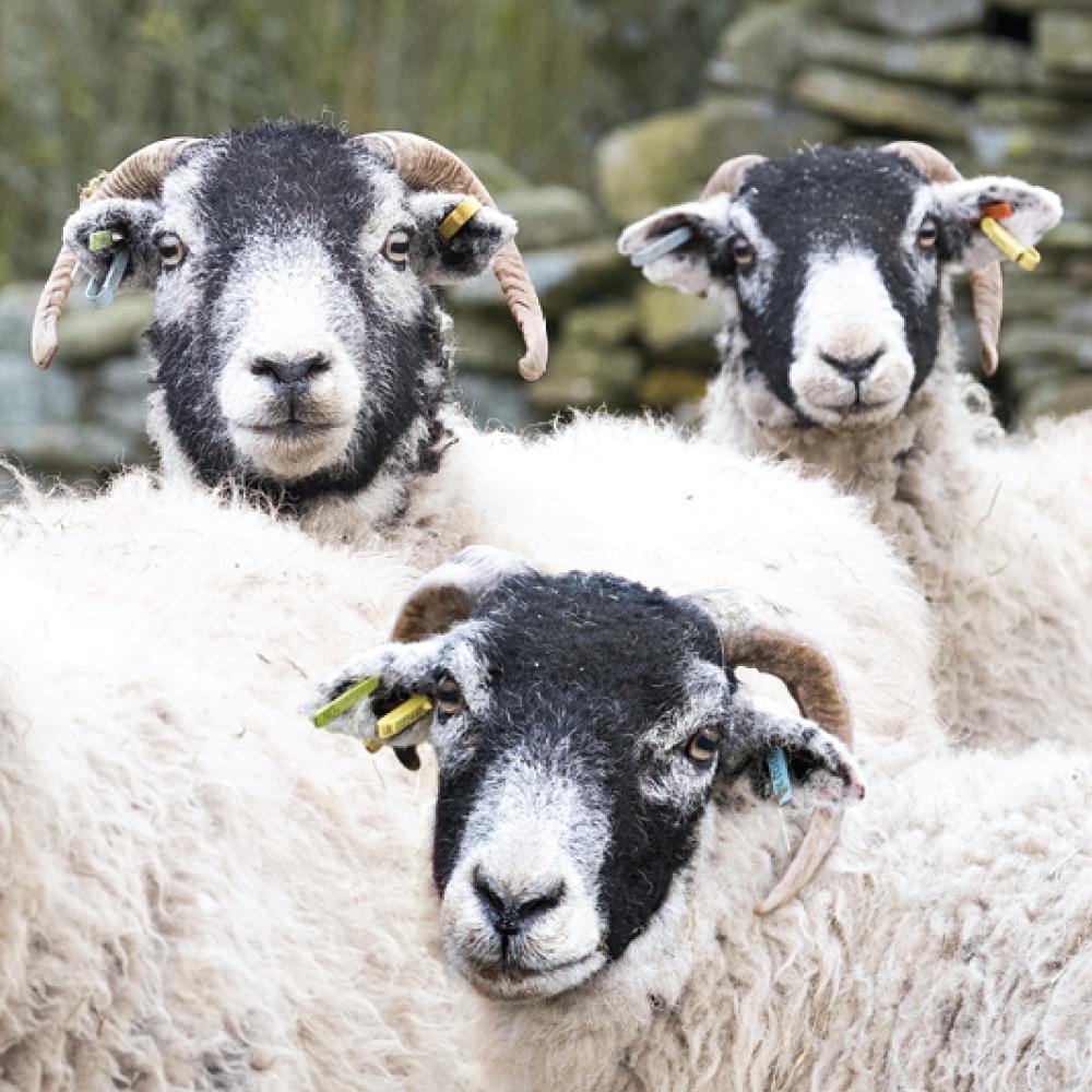 Swaledale Sheep keyring | Cardtoons Publications