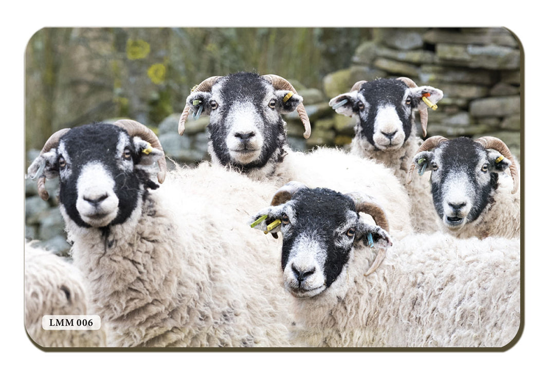 Swaledale Sheep fridge magnet by Cardtoons Publications