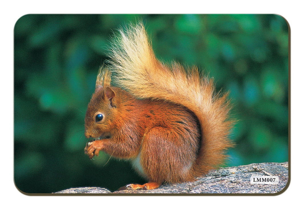 Red Squirrel fridge magnet by Cardtoons Publications