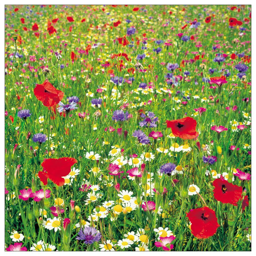 Wild Flower Meadow Square Postcard by Cardtoons