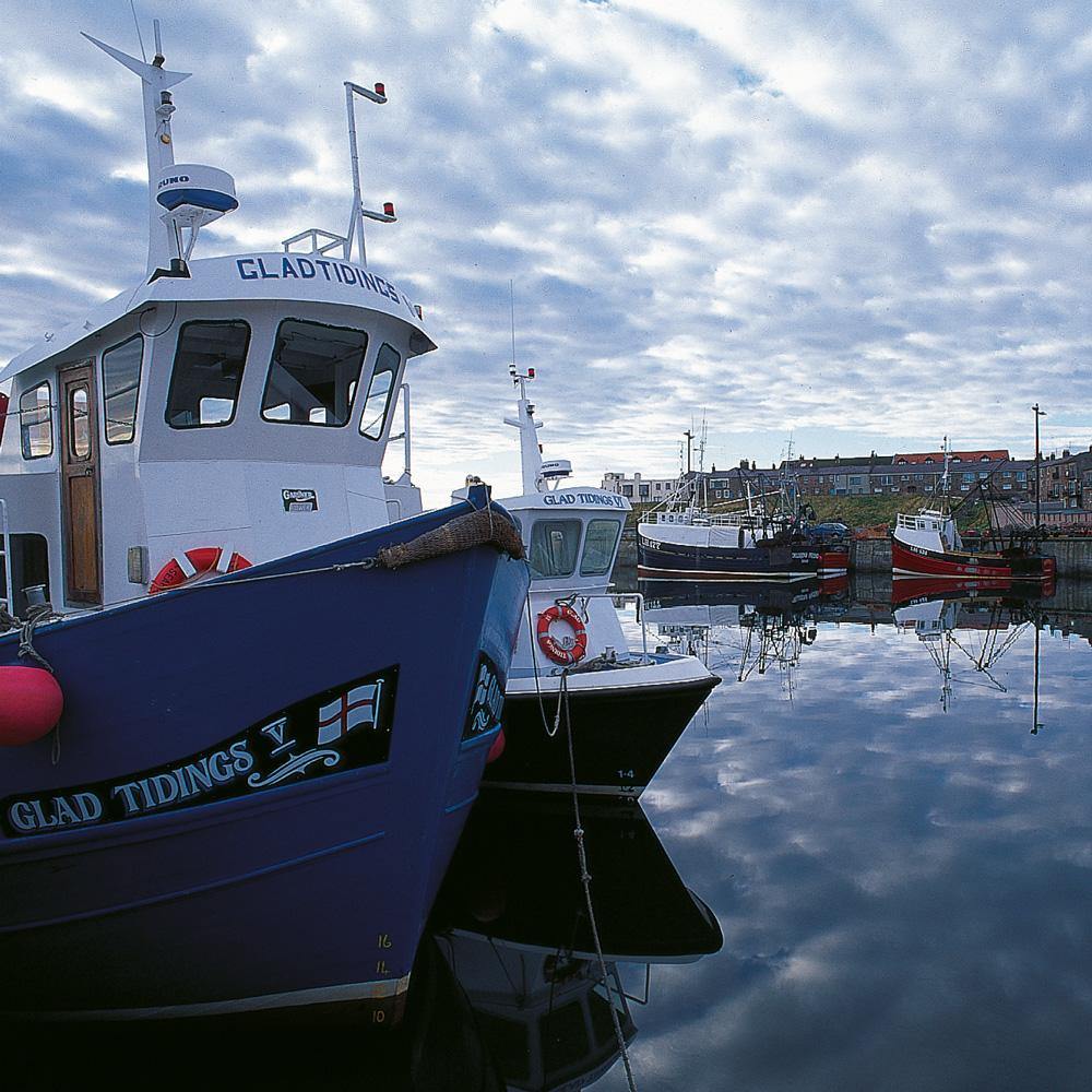 Seahouses Harbour Square Postcard by Cardtoons