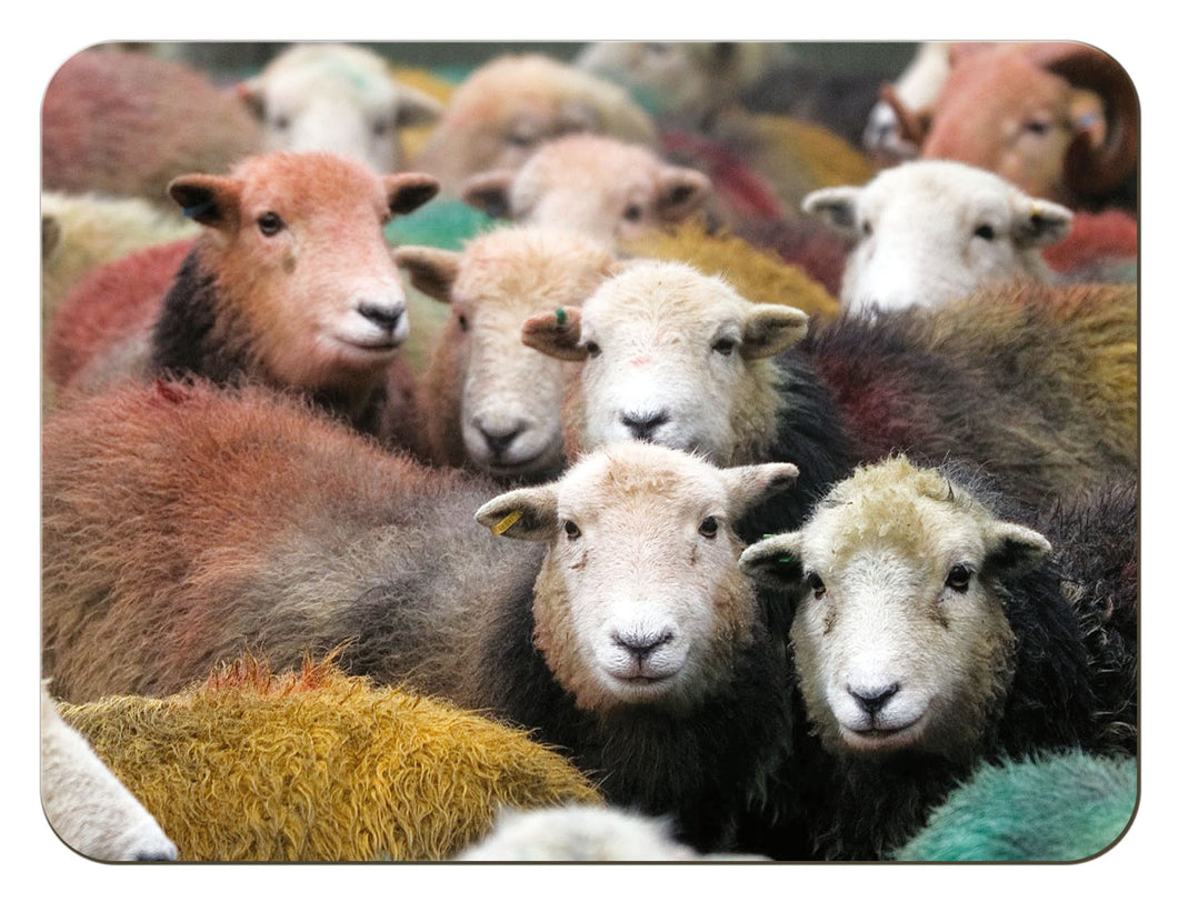 Herdwick Gang tablemat from the Landmark Photographic range of gifts