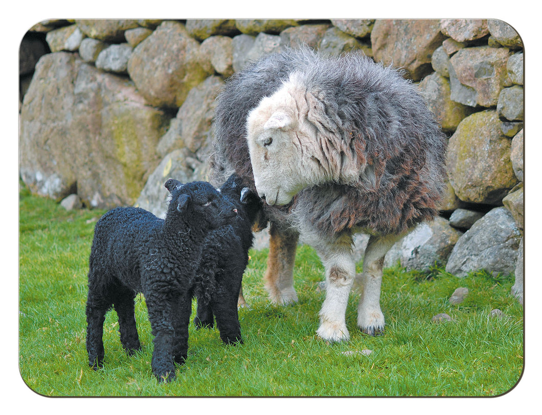 Herdwick Family tablemat from the Landmark Photographic range of gifts