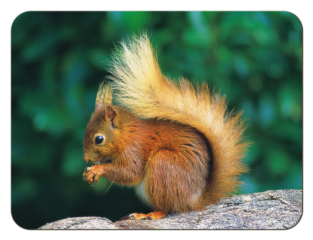 Red Squirrel tablemat from the Landmark Photographic range of gifts