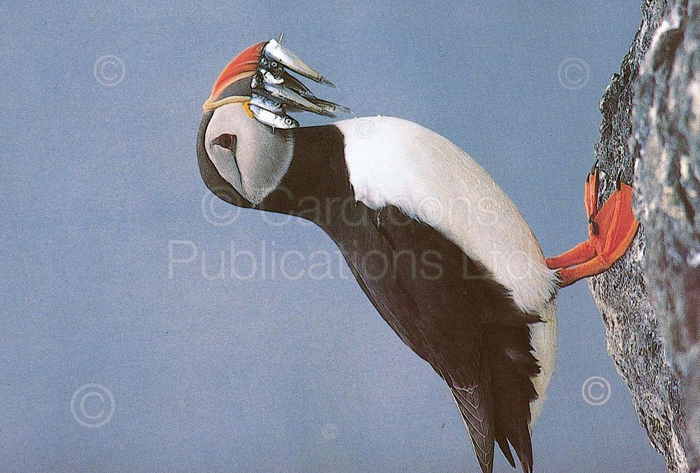 Puffin postcard | Cardtoons Publications