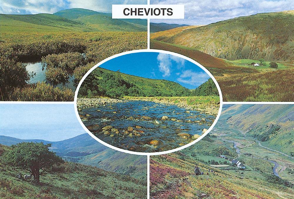 The Cheviots postcard | Cardtoons Publications