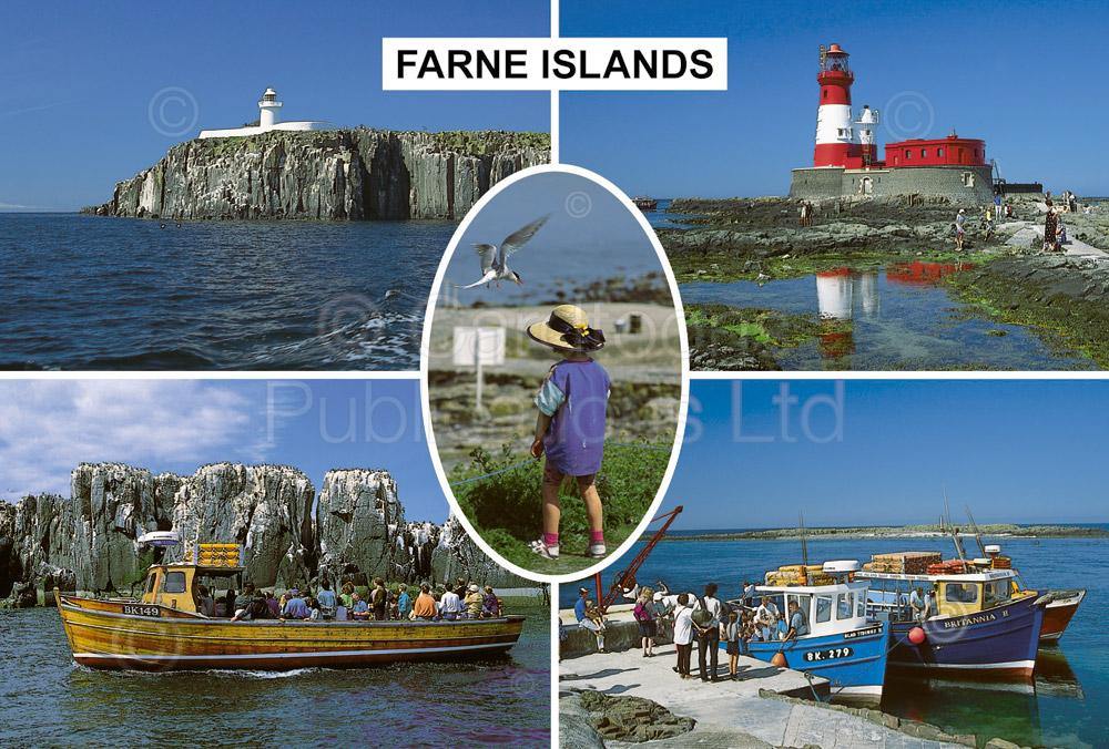 Farne Islands postcard | Cardtoons Publications