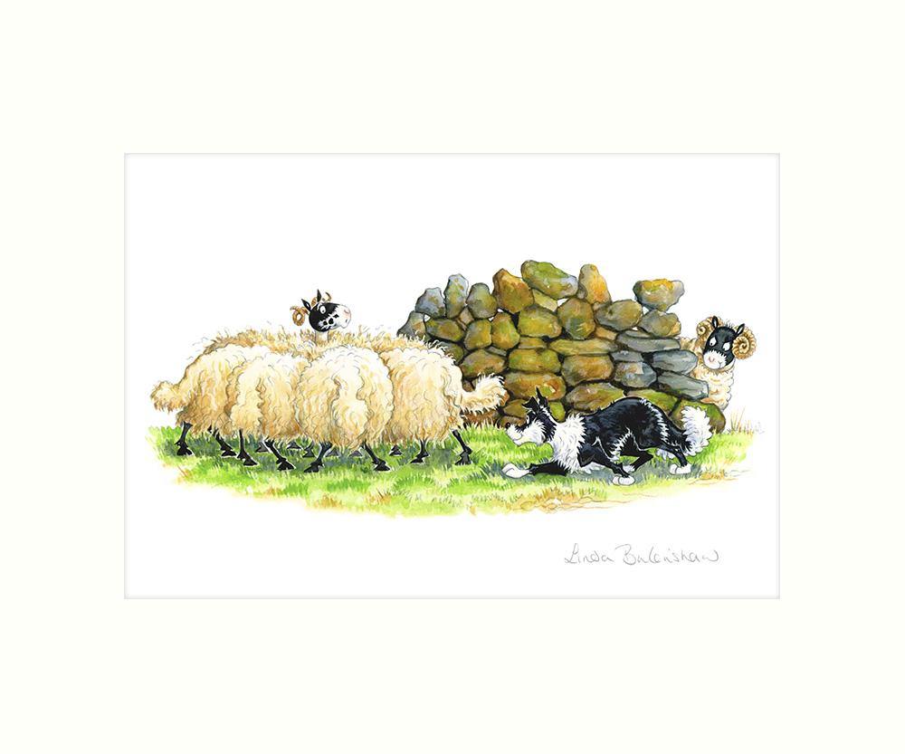"Sheep Scrum" Art Print | Cardtoons Publications