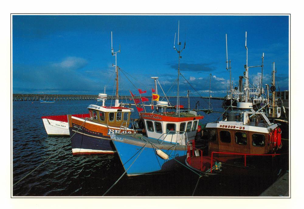 Amble Harbour Postcard | Cardtoons Publications