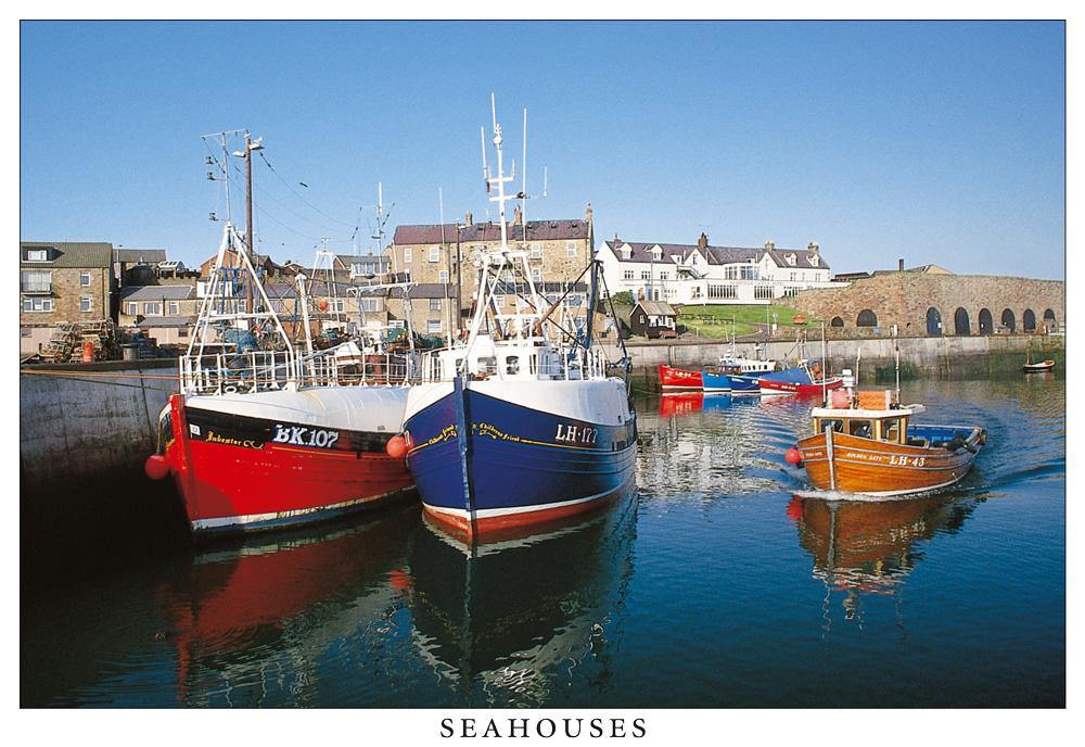 Seahorses Harbour postcard | Cardtoons Publications