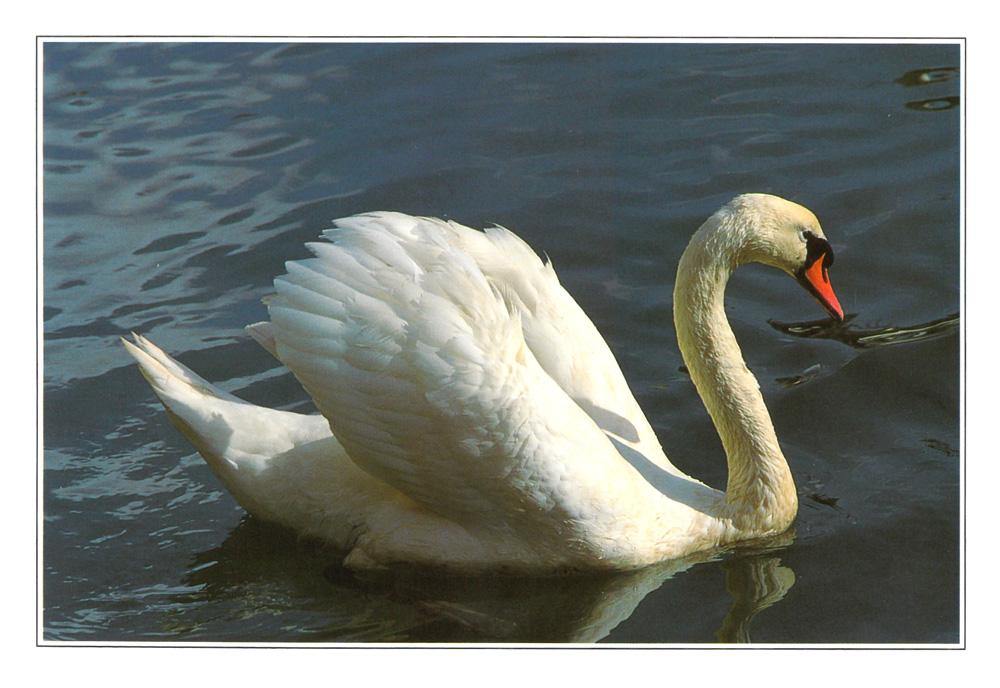 Mute Swan postcard | Cardtoons Publications