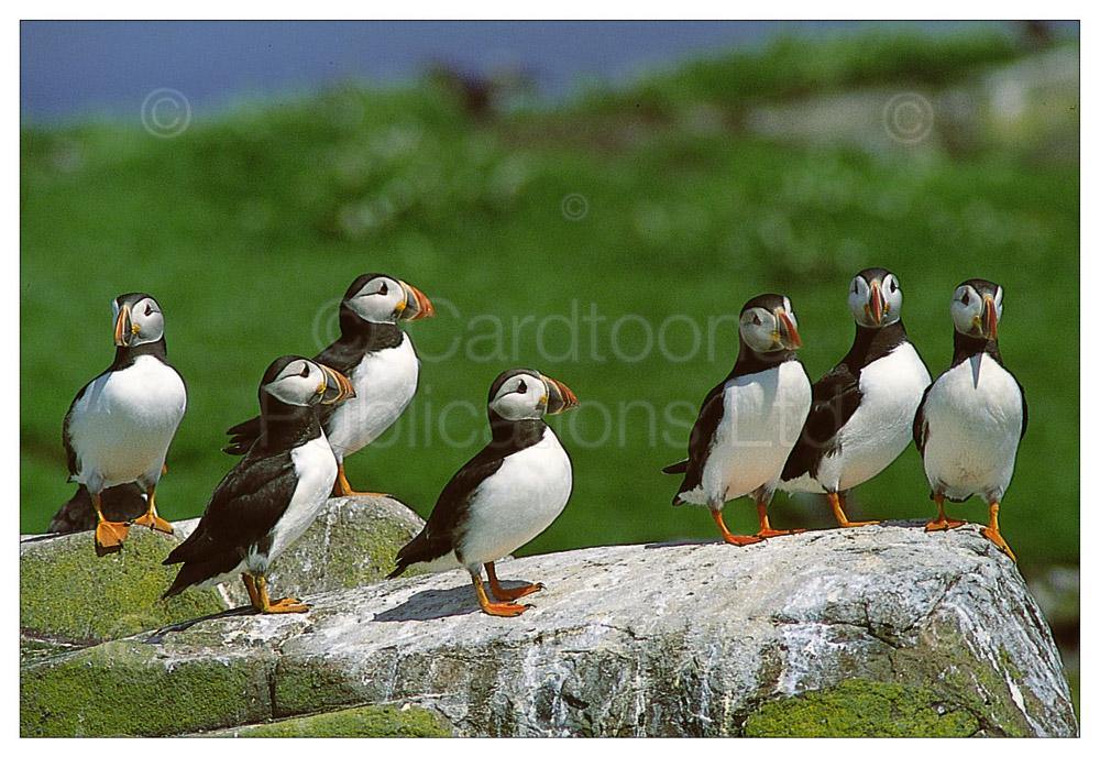 Puffins at rest postcard | Cardtoons Publications