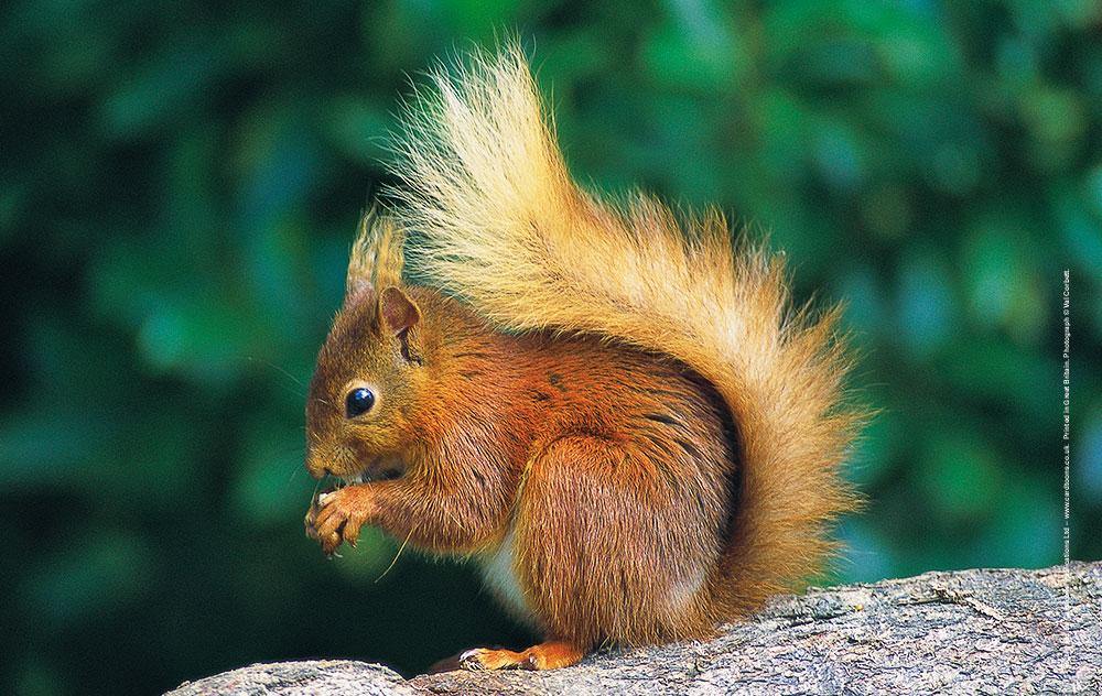 Red Squirrel Tea Towel | Cardtoons Publications