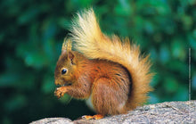 Load image into Gallery viewer, Red Squirrel Tea Towel | Cardtoons Publications
