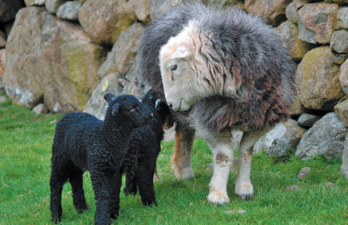 Herdwick Family Tea Towel | Cardtoons Publications