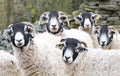 Swaledale Sheep Tea Towel | Cardtoons Publications