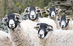 Swaledale Sheep Tea Towel | Cardtoons Publications