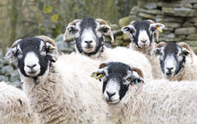 Load image into Gallery viewer, Swaledale Sheep Tea Towel | Cardtoons Publications
