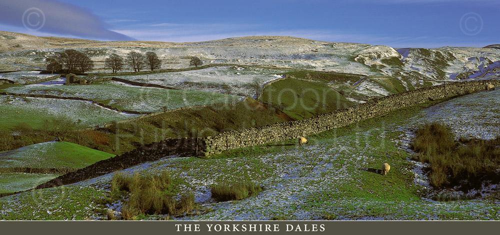 The Yorkshire Dales postcard | Cardtoons Publications