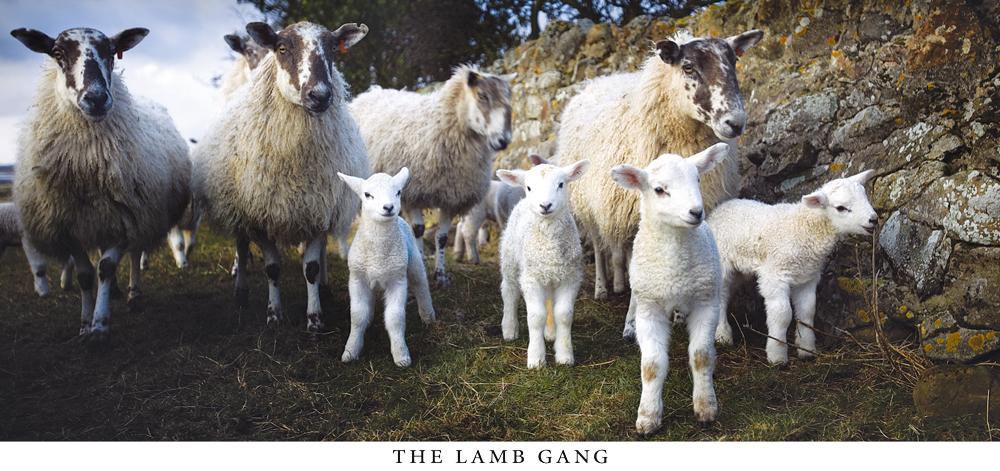 The Lamb Gang postcard | Cardtoons Publications