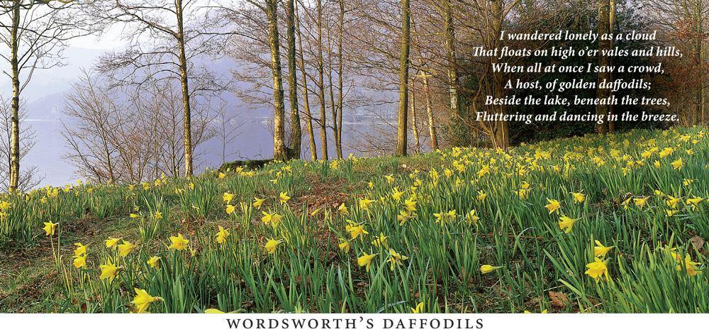 Daffodils postcard | Cardtoons Publications