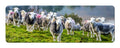 Herdies panoramic fridge magnet | Cardtoons