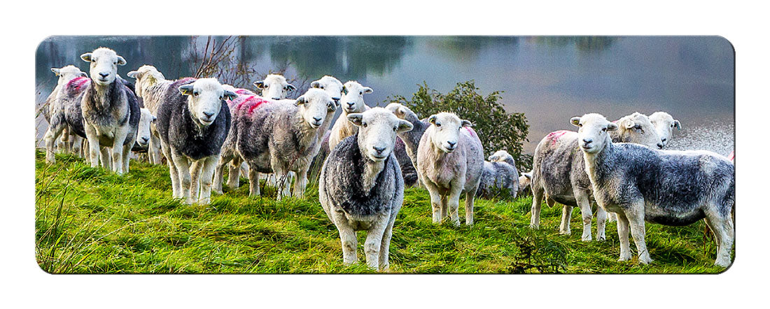 Herdies panoramic fridge magnet | Cardtoons
