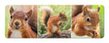 Squirrels panoramic fridge magnet - Cardtoons Publications