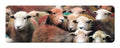 Herdwick Gang panoramic fridge magnet - Cardtoons Publications