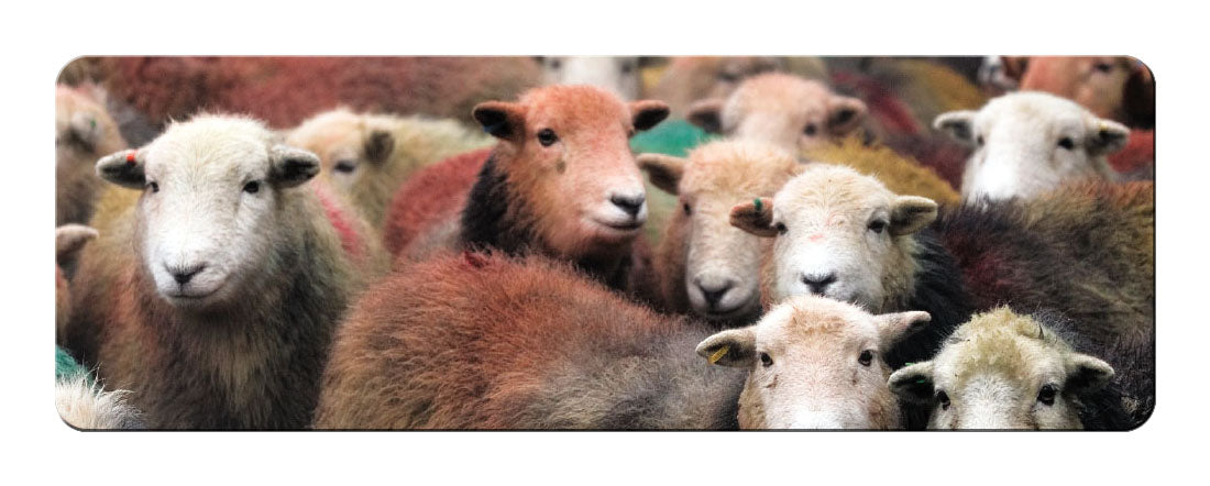 Herdwick Gang panoramic fridge magnet - Cardtoons Publications